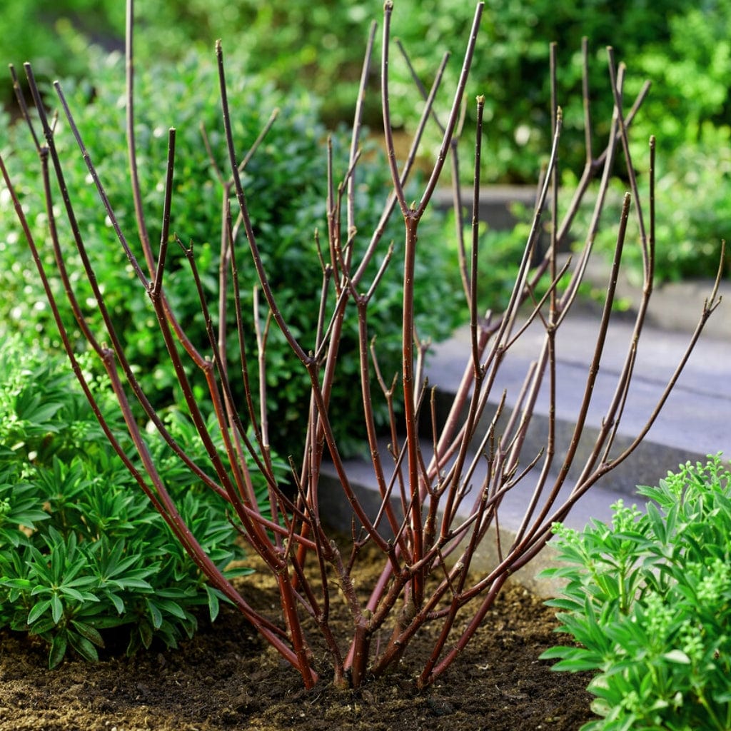 Cornus sanguinea