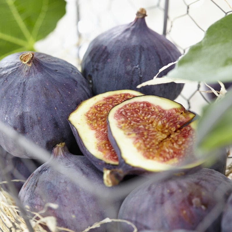 Half-Standard Fig Tree