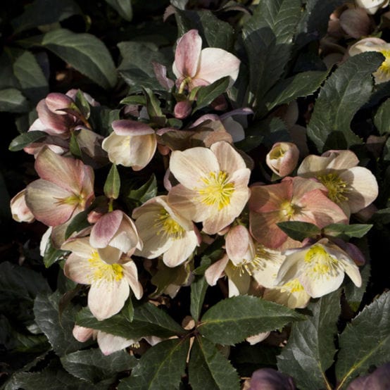 Hellebore Gold Collection®