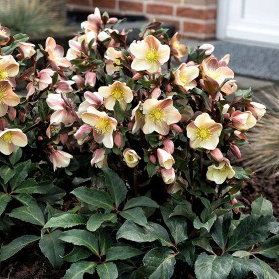 Hellebore Gold Collection®