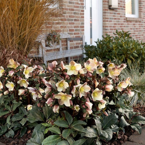 Hellebore Gold Collection®
