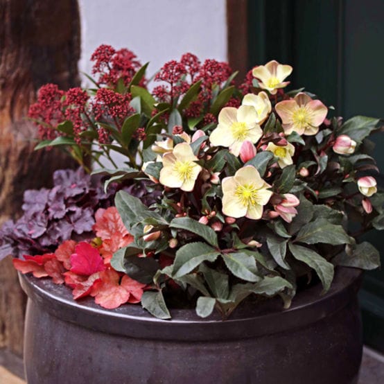 Hellebore Gold Collection®