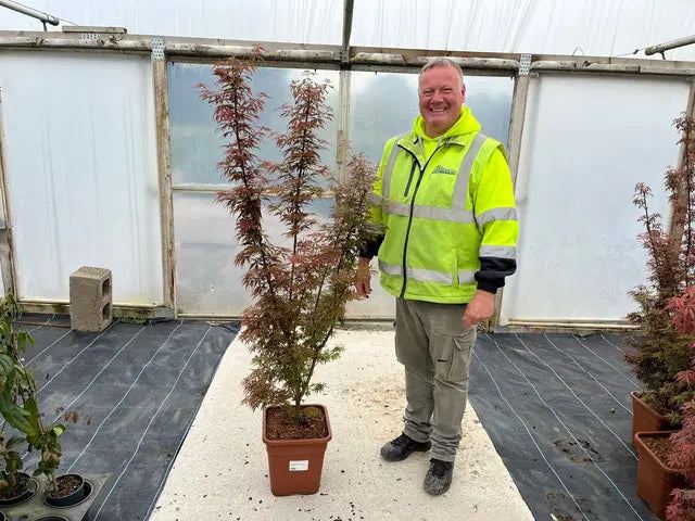 Acer Palmatum Jerre Schwartz 14 Litre Pot
