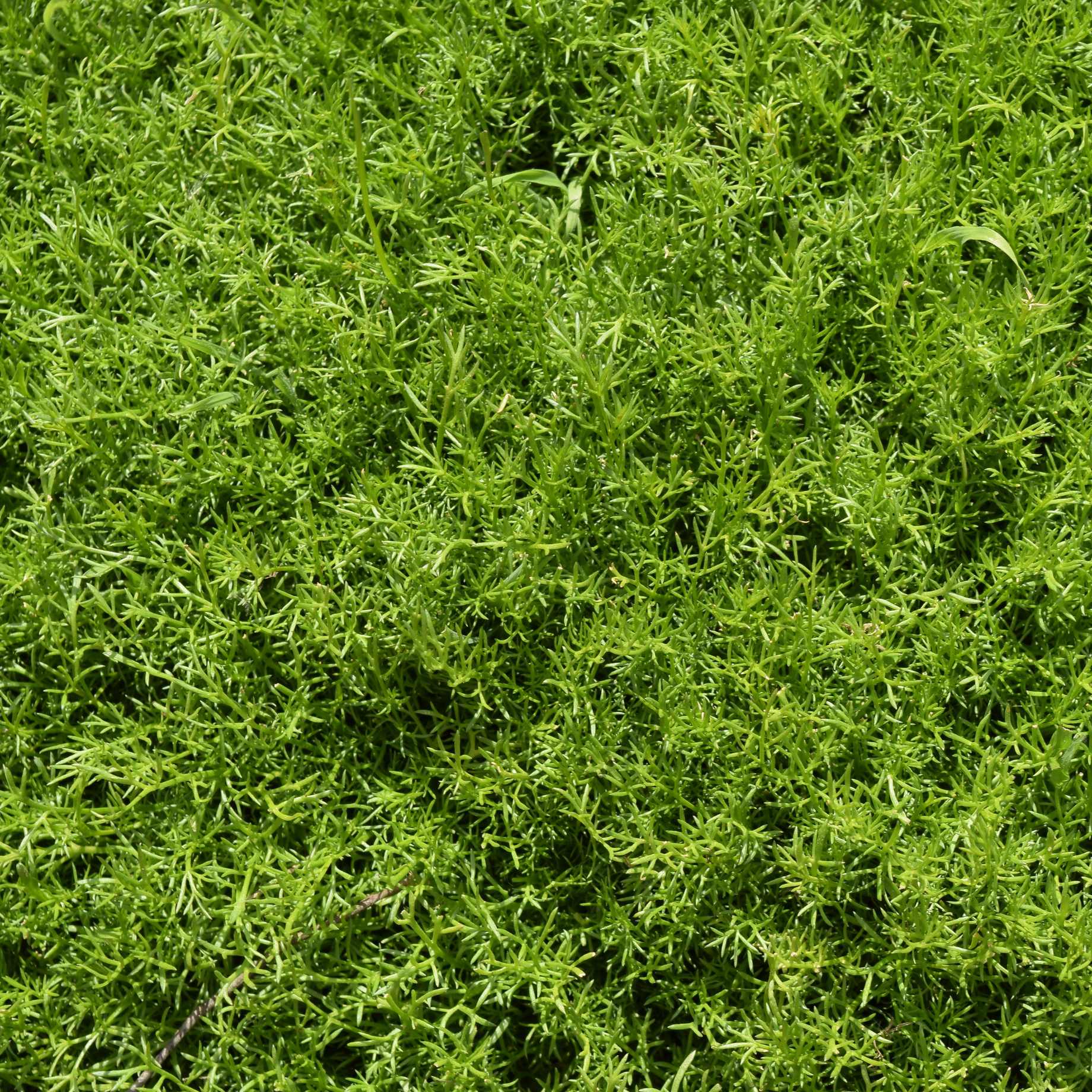 'Treneague' Lawn Chamomile Plant