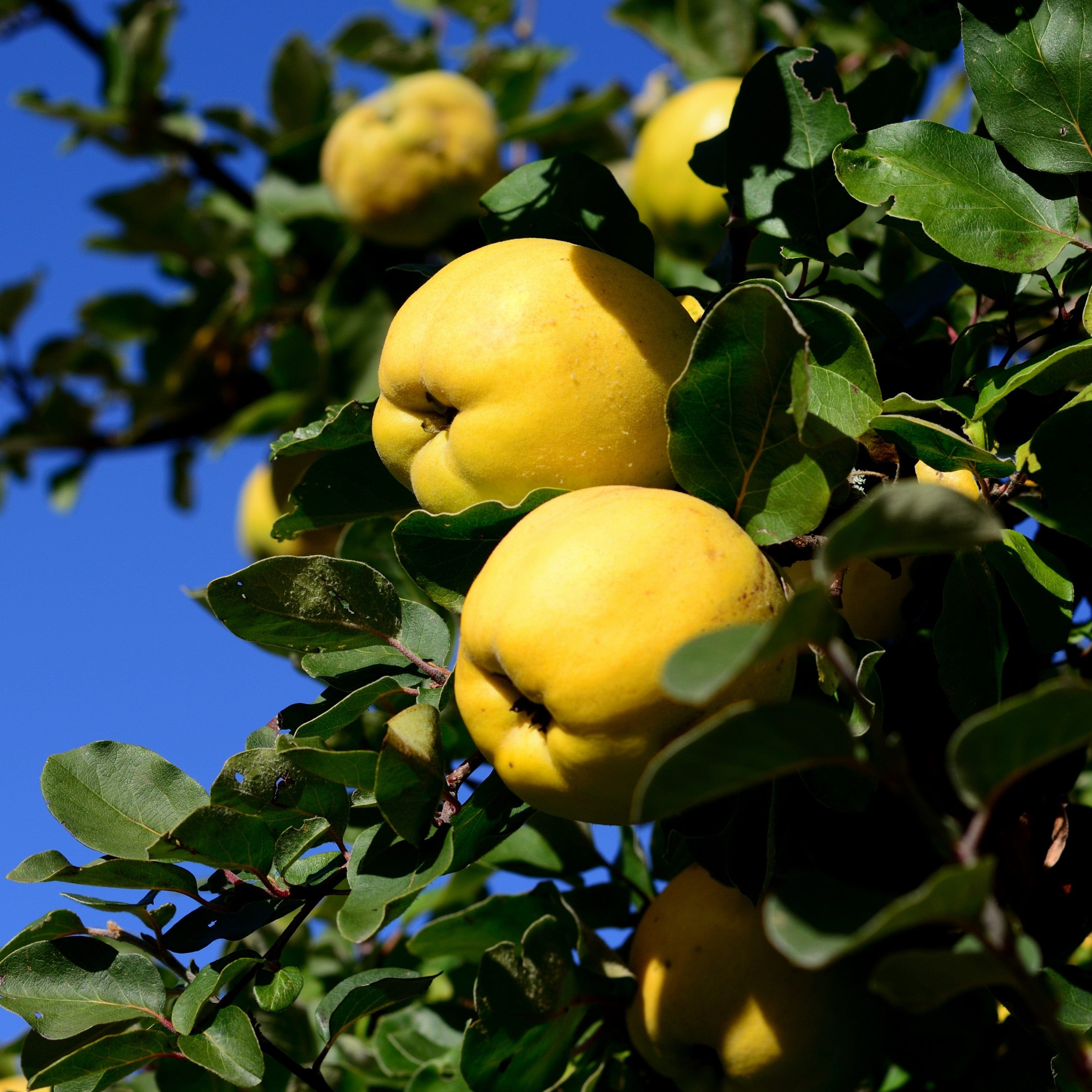 'Champion' Quince Tree