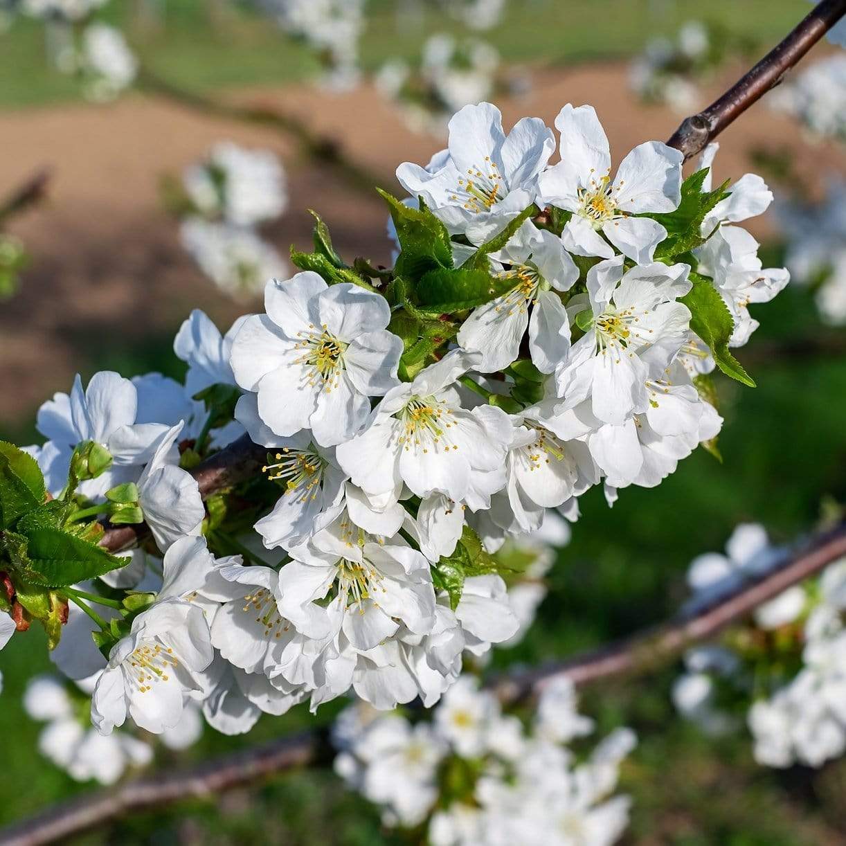 'Kordia' Cherry Tree