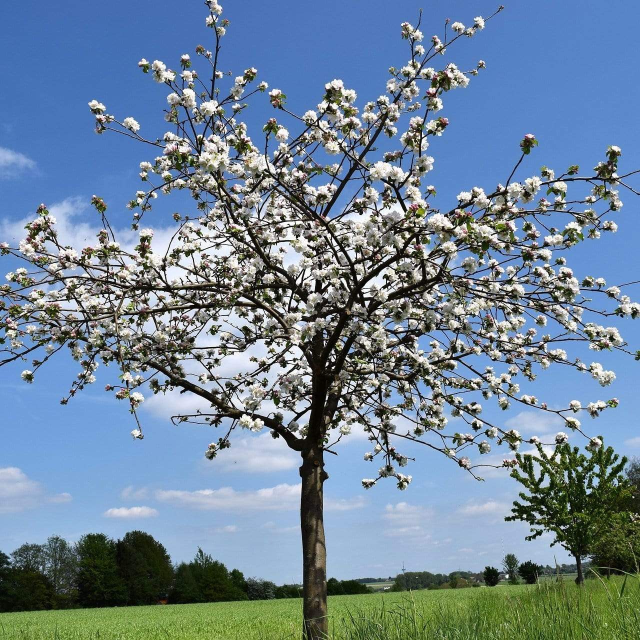 'Morello' Cherry Tree