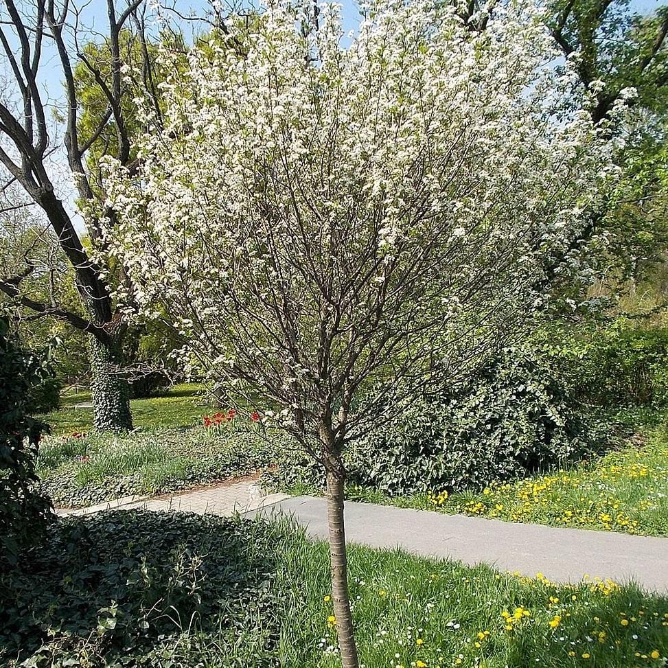 Lapins 'Cherokee' Cherry Tree