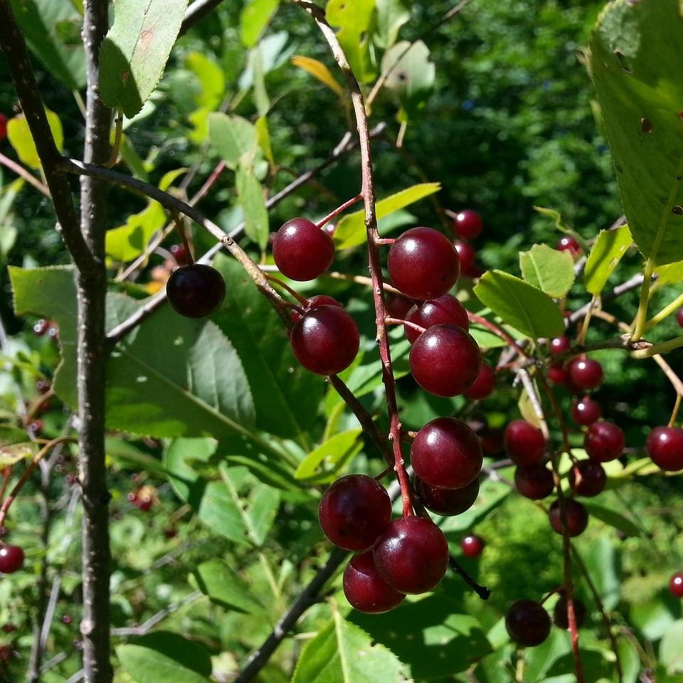 'Morello' Cherry Tree