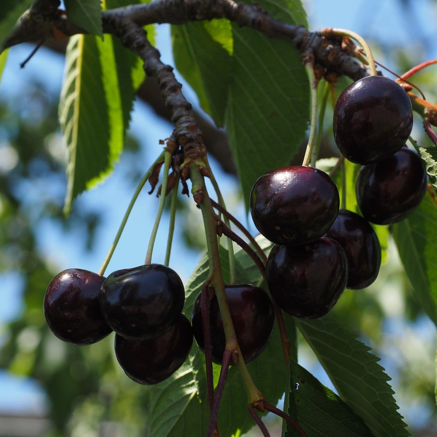 'Kordia' Cherry Tree