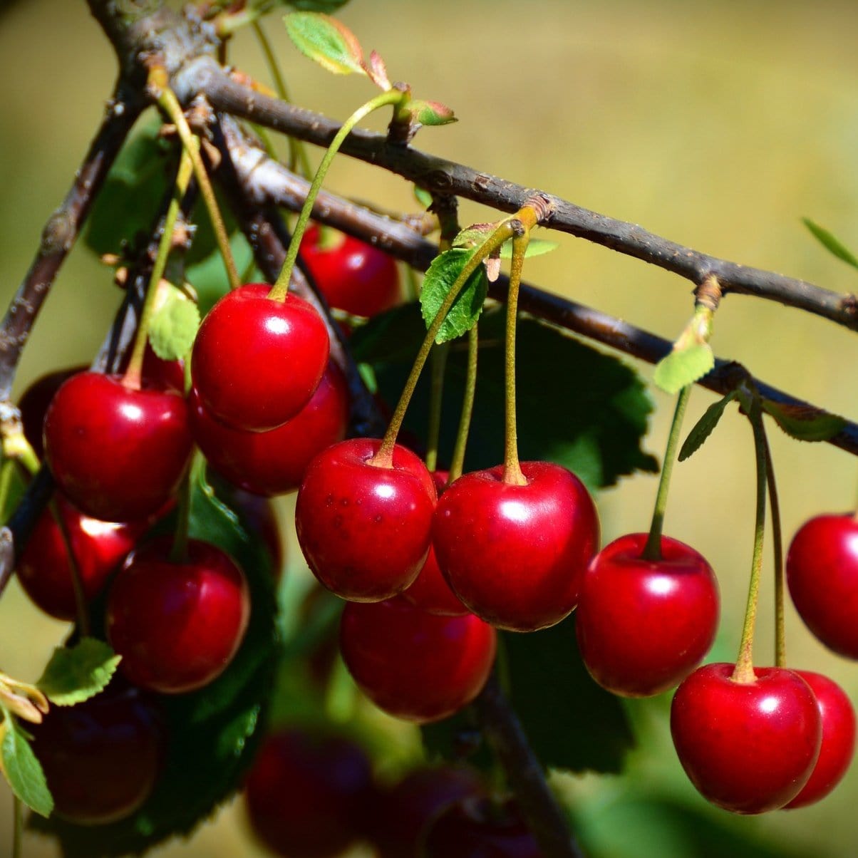 'Van' Cherry Tree