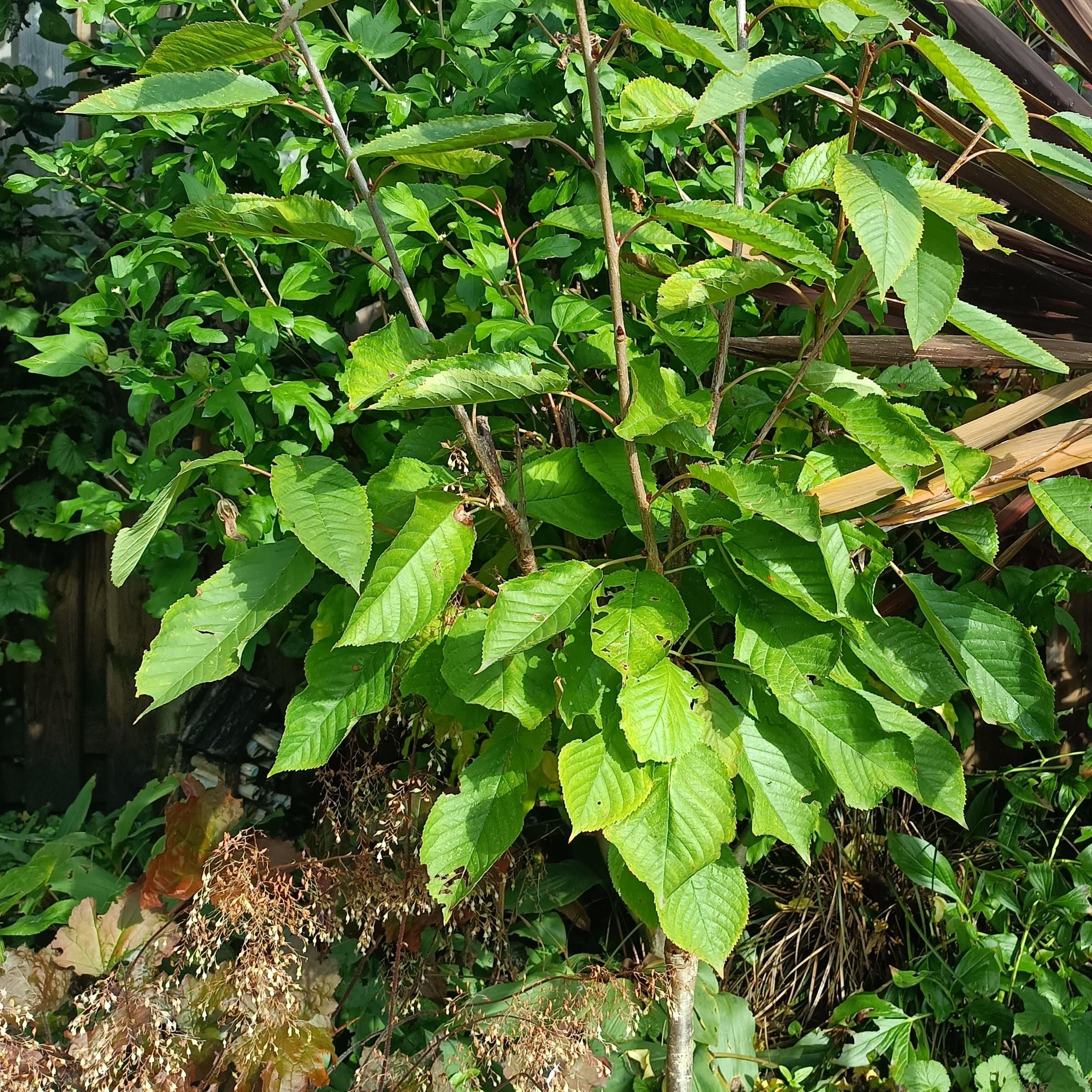 'Kordia' Cherry Tree