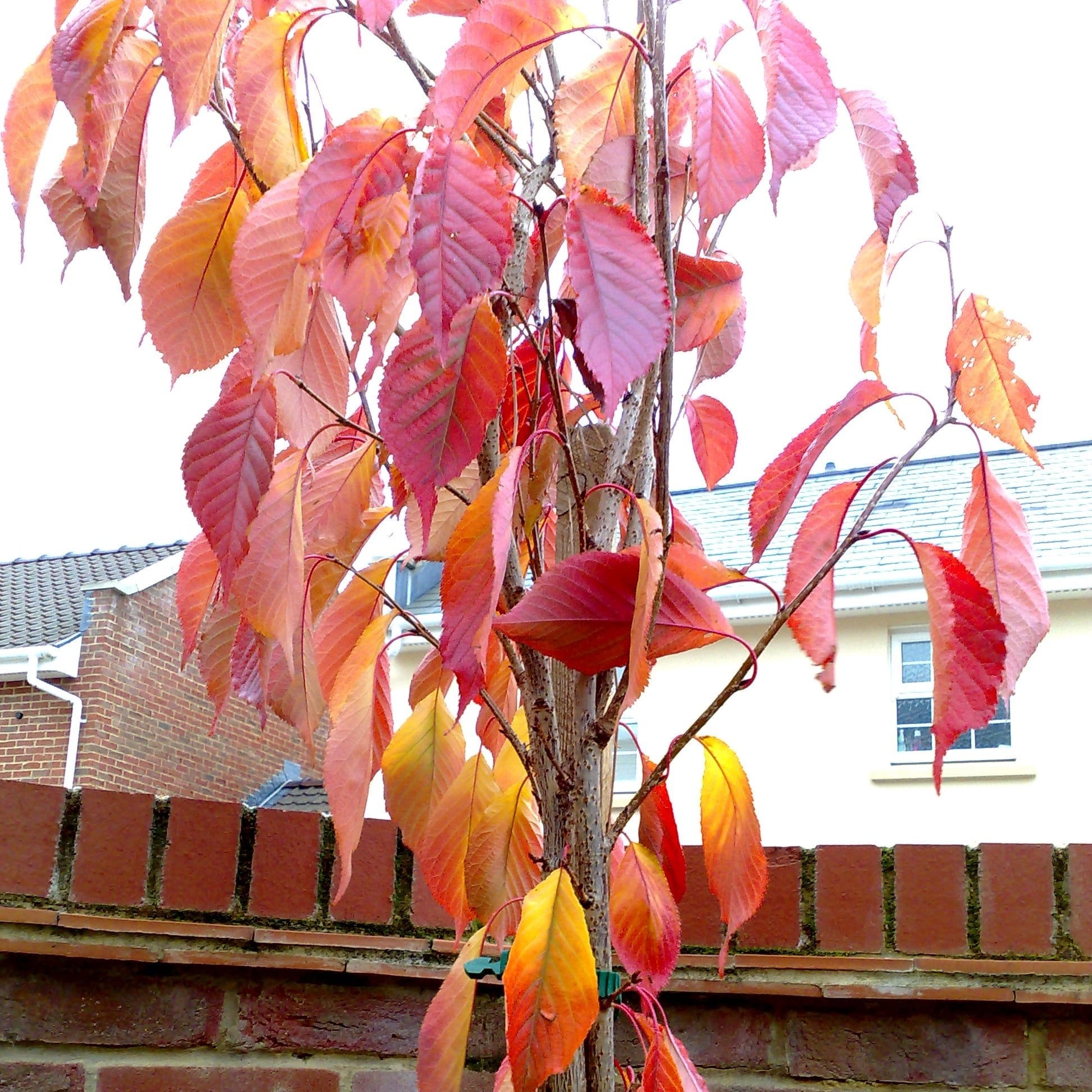 'Van' Cherry Tree