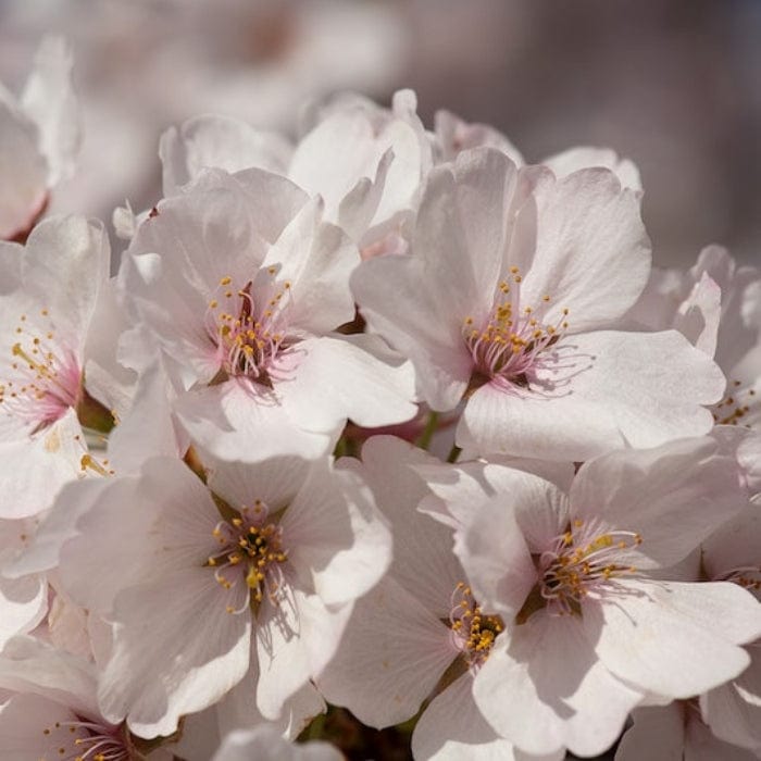 Prunus 'Matsumae-fuki'