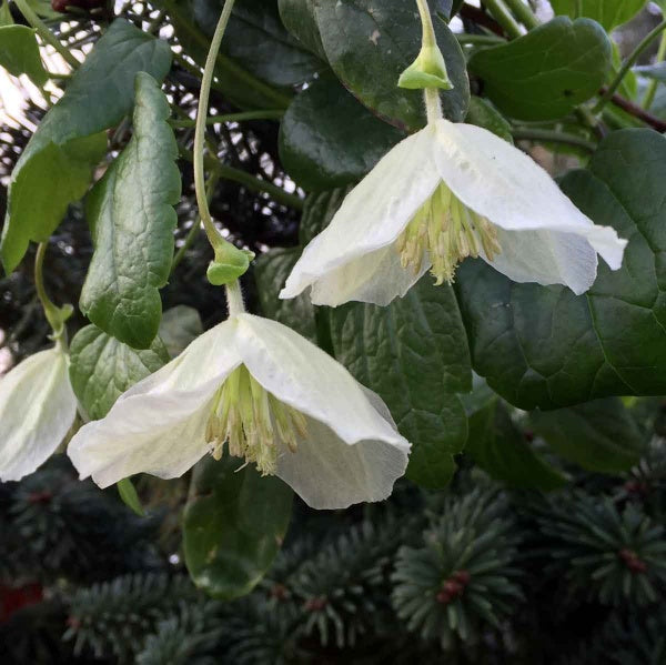 Clematis Wisley Cream - 45-90cm - Hortibliss