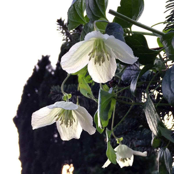 Clematis Wisley Cream - 45-90cm - Hortibliss