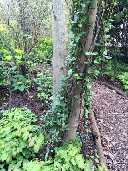 Clematis Wisley Cream - 45-90cm - Hortibliss