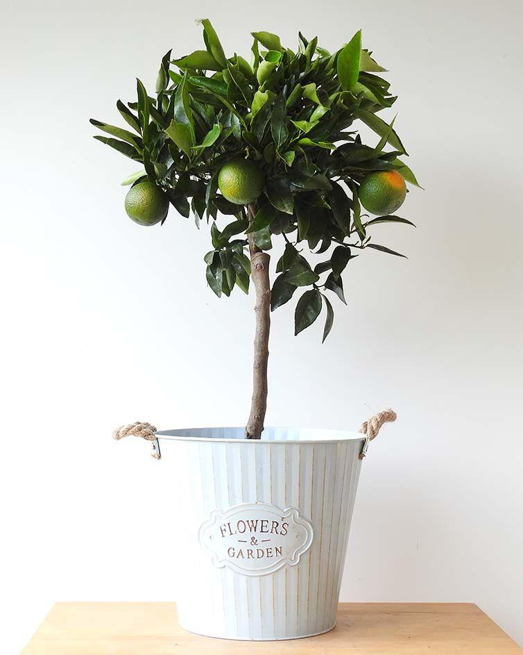 Large Clementine - Hortibliss