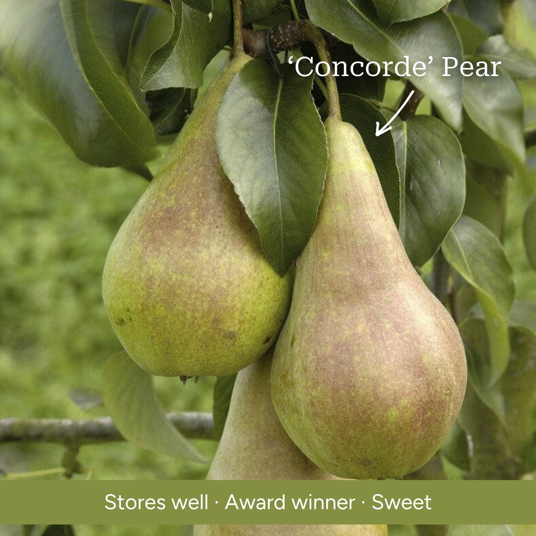 Patio Pear Tree