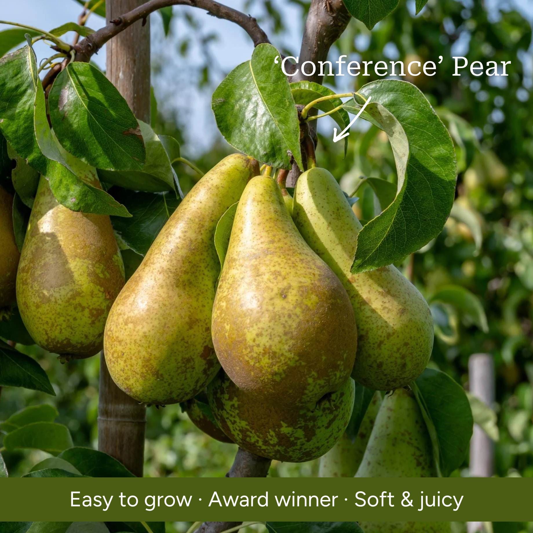 Espalier Pear Tree
