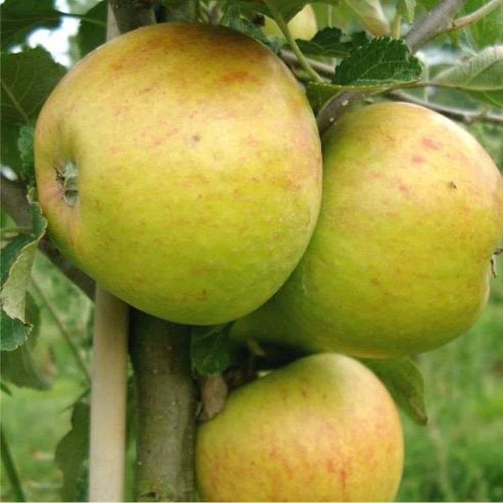 Cox Self Fertile Apple Tree