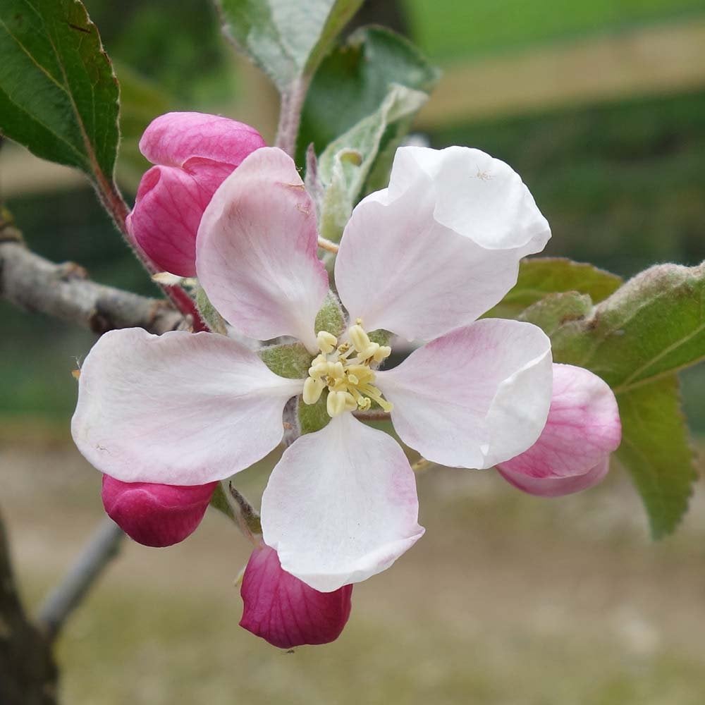 Cox Self Fertile Apple Tree