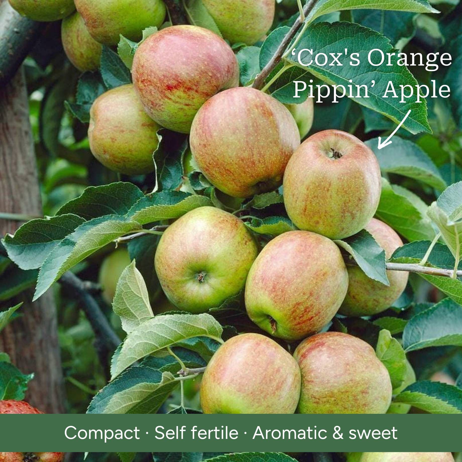 Espalier Apple Tree