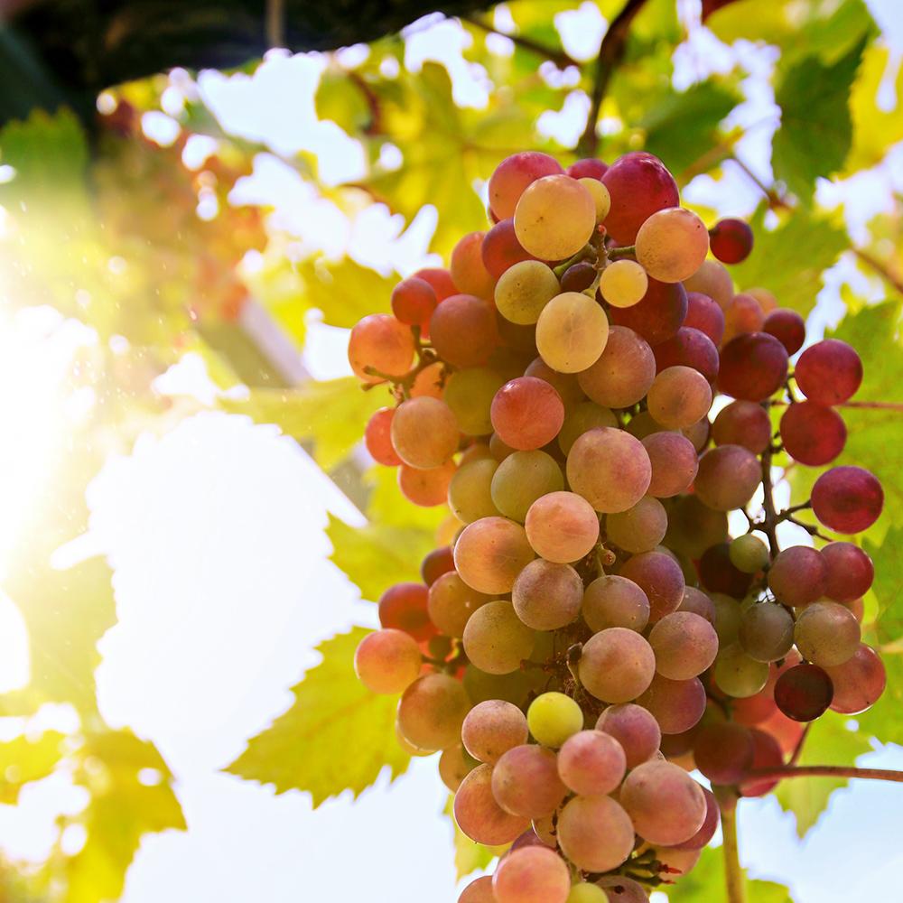 'Crimson Seedless' Grape Vine