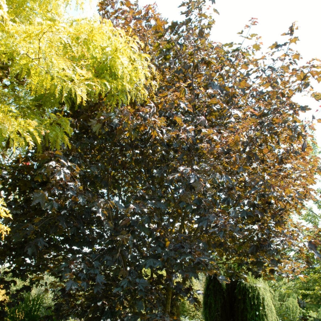 Purple-Leaved Maple Tree