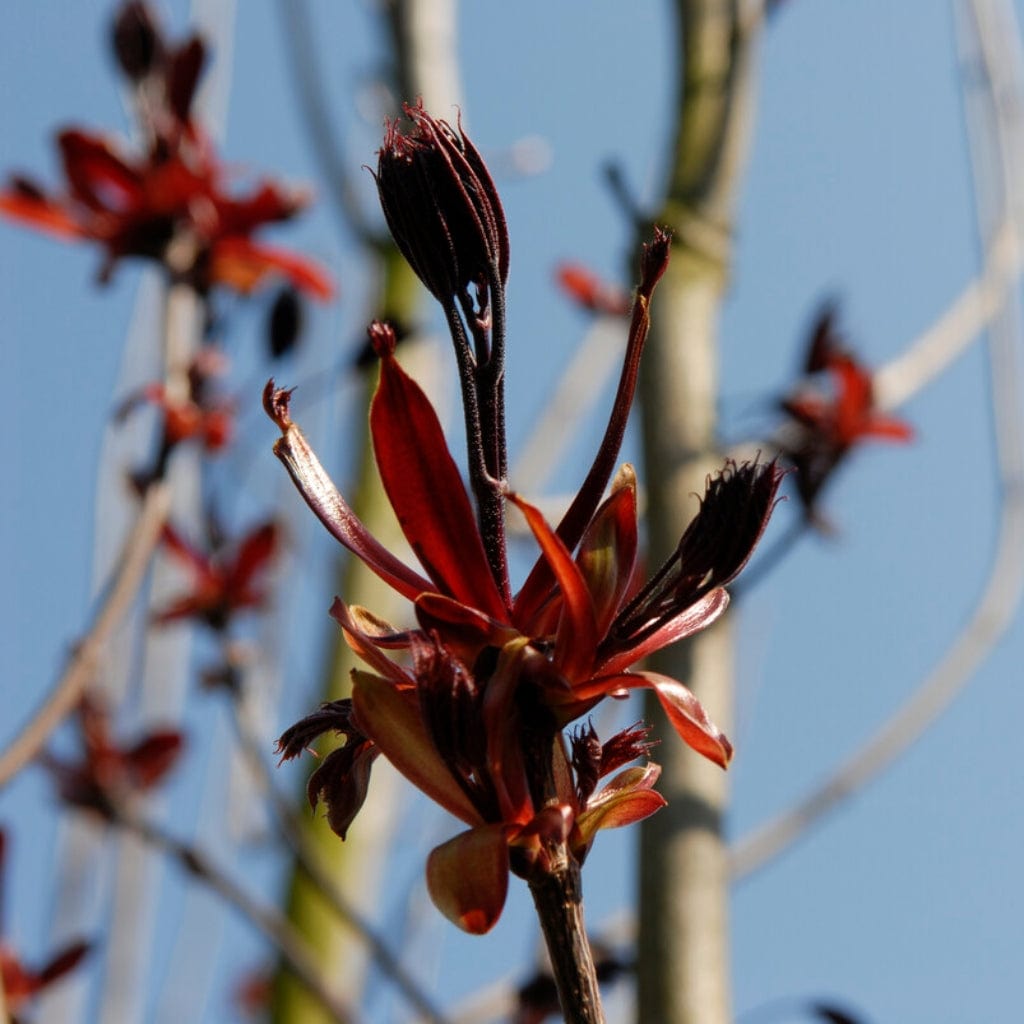 Purple-Leaved Maple Tree