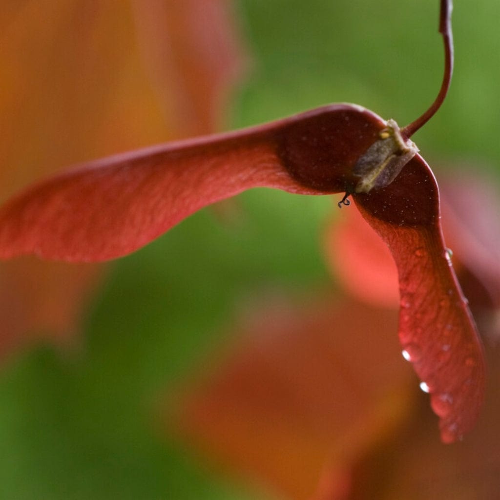 Purple-Leaved Maple Tree