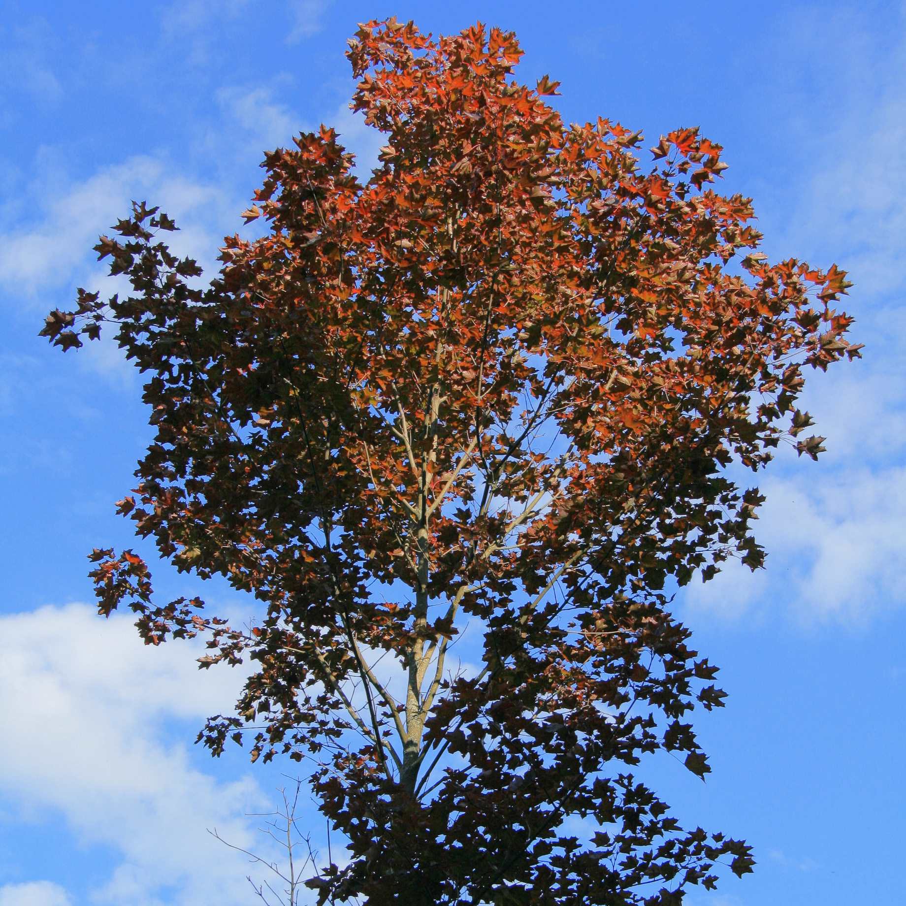 Purple-Leaved Maple Tree