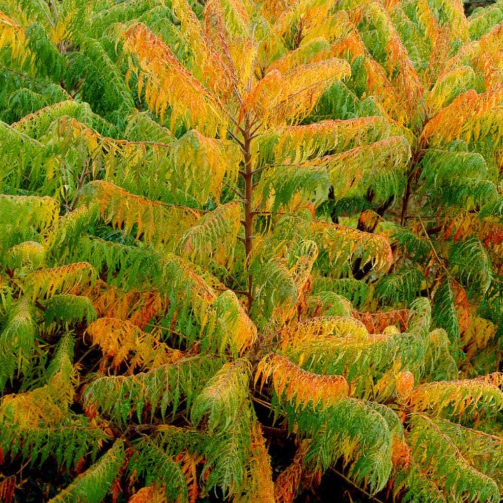 Rhus typhina 'Laciniata'