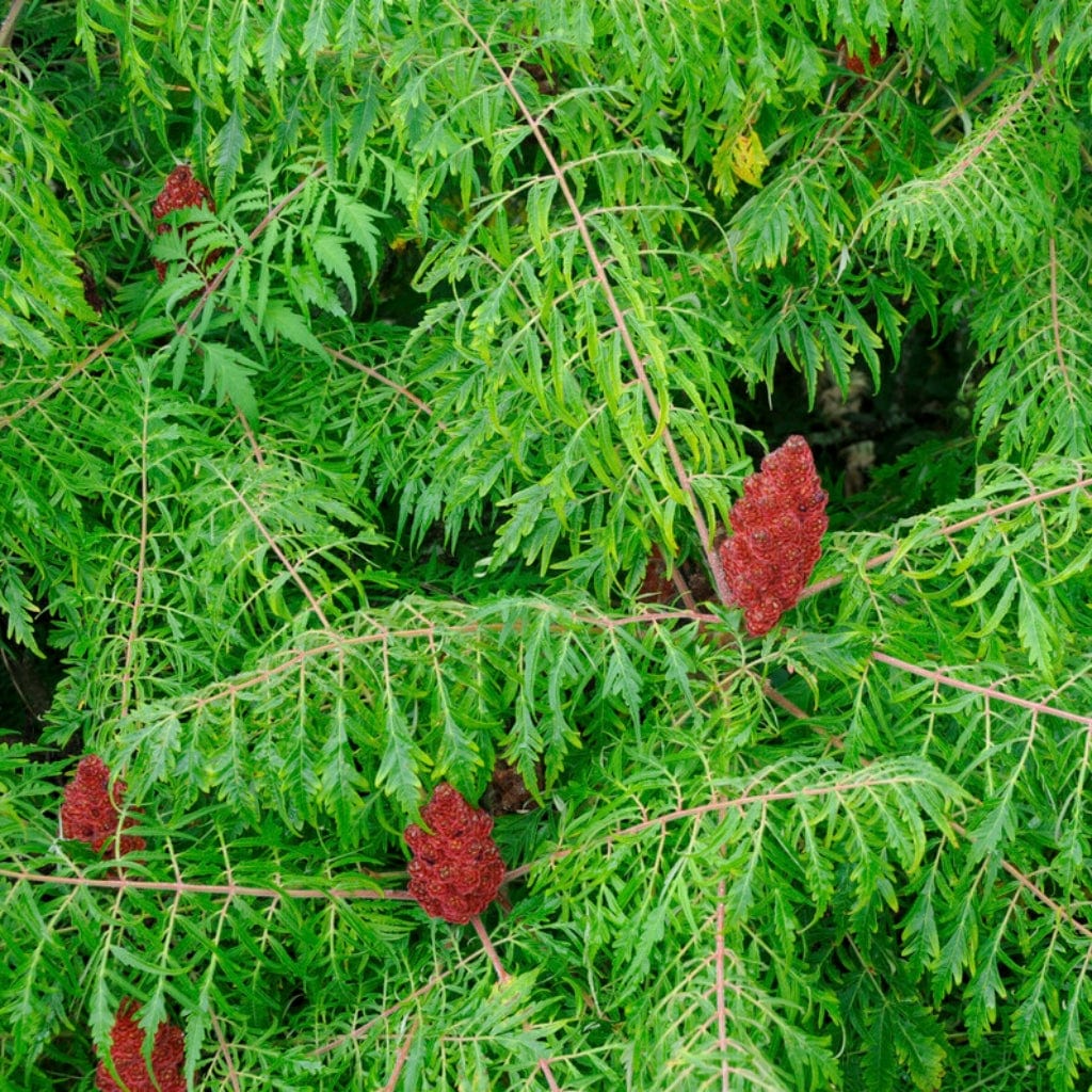 Rhus typhina 'Laciniata'