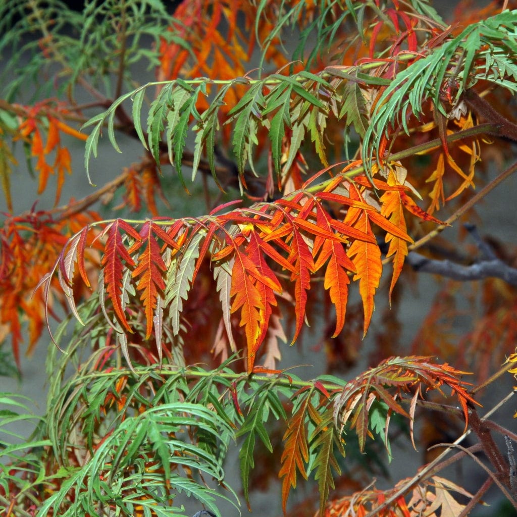 Rhus typhina 'Laciniata'
