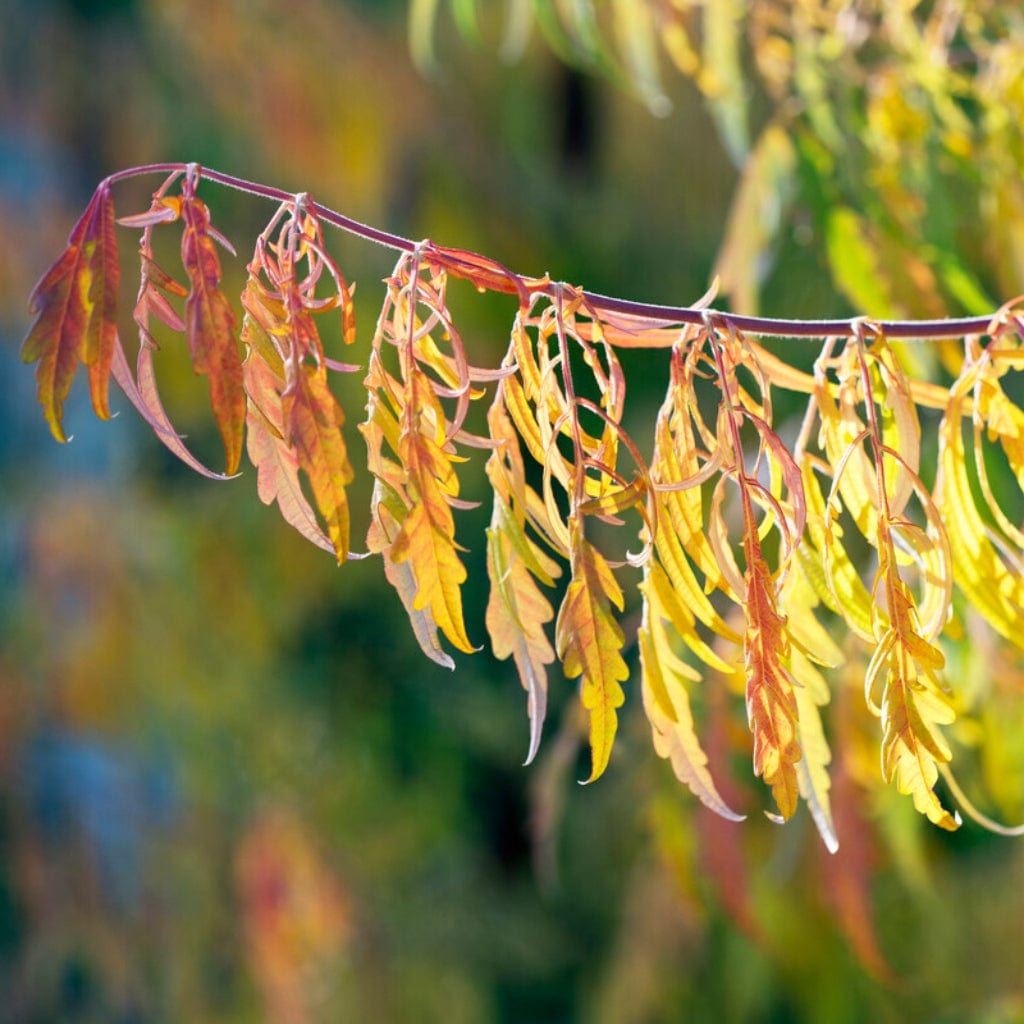 Rhus typhina 'Laciniata'