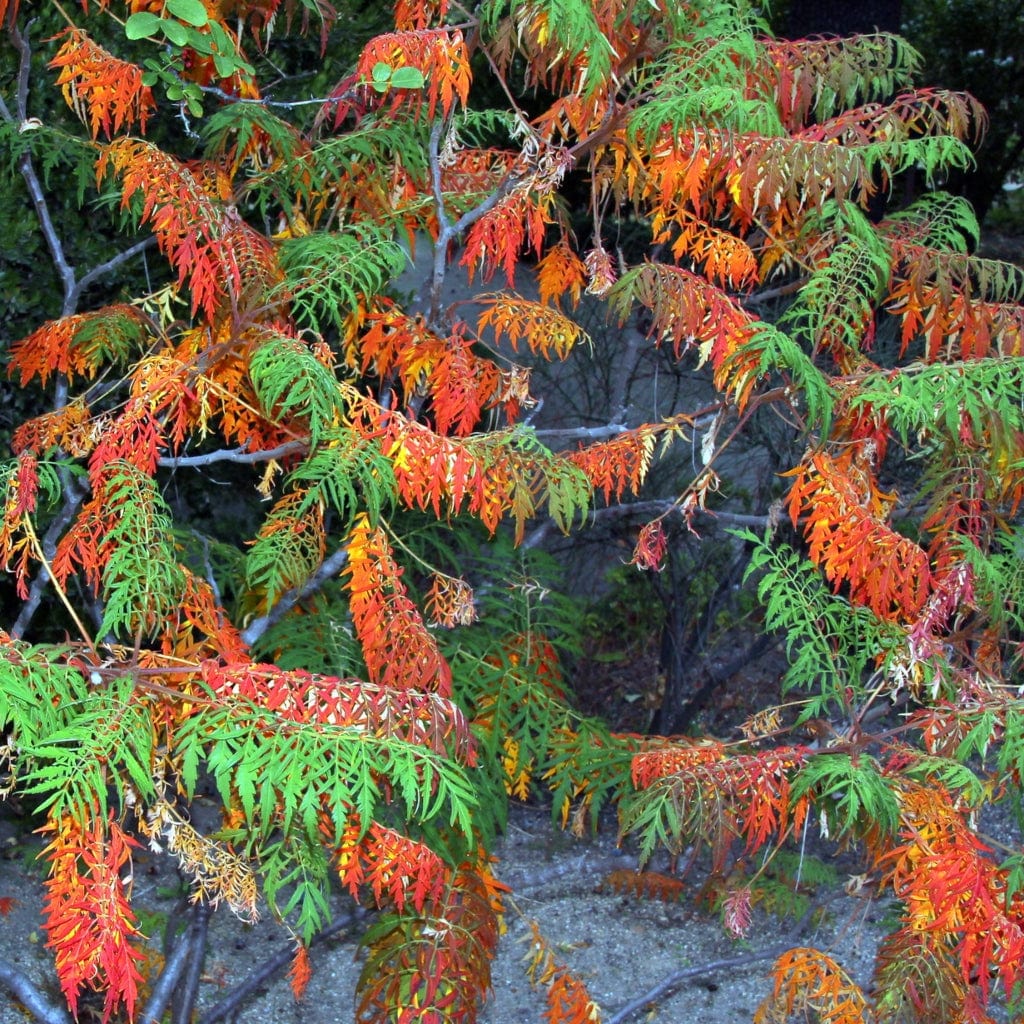 Rhus typhina 'Laciniata'