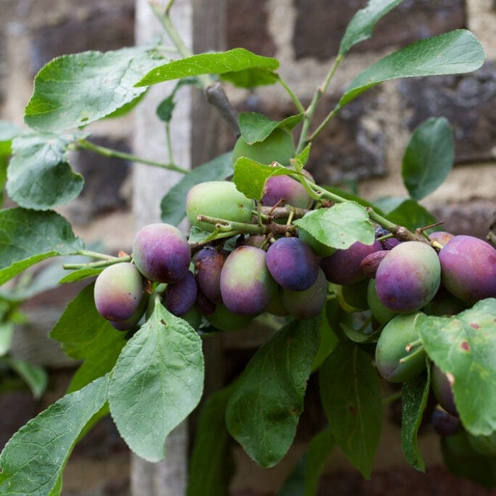 'Czar' Plum Tree