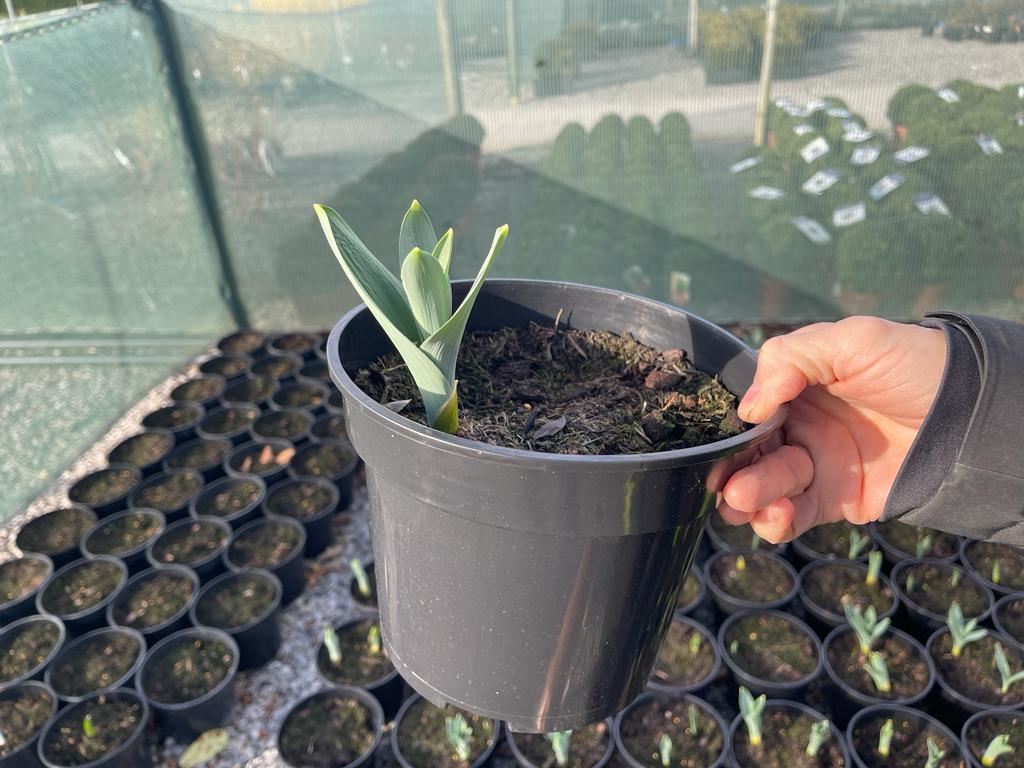 Allium Mont Blanc 2 Litre Pot