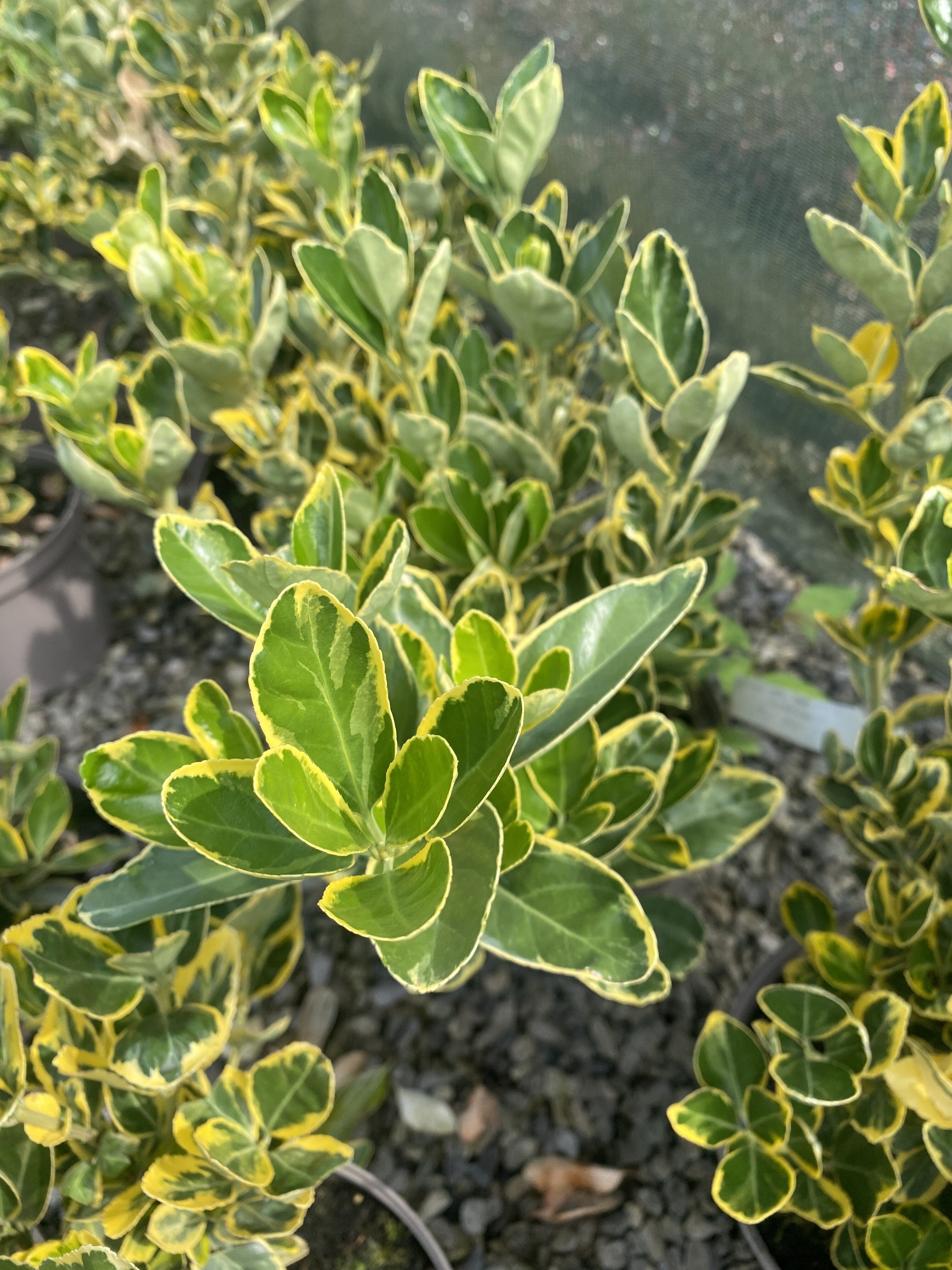Euonymus Japonicus Marieke 7.5 Litre Pot