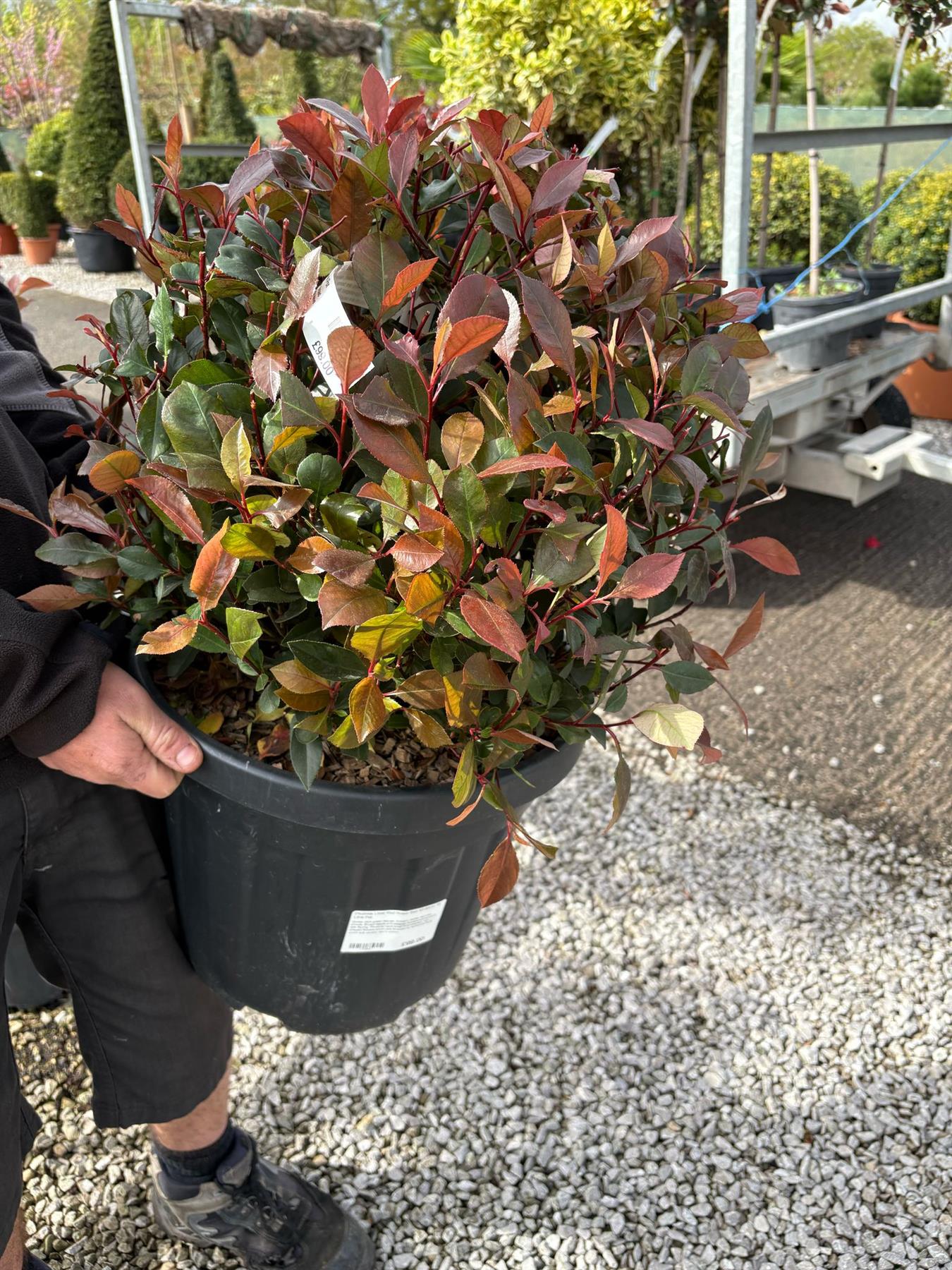 Photinia Little Red Robin Ball 50-60cm 18 Litre Pot