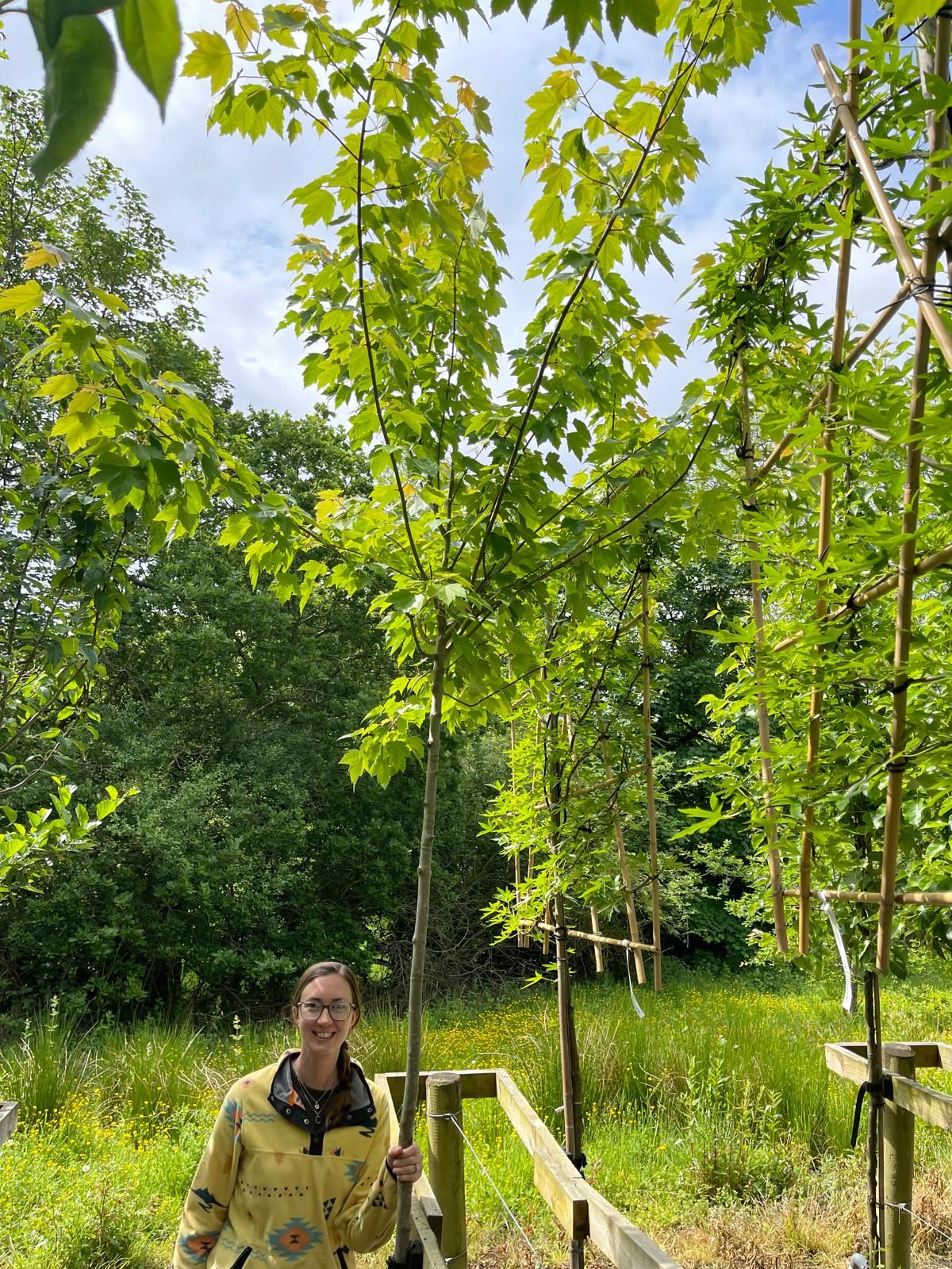 Acer Rubrum Red Sunset 8-10cm Girth Order For June