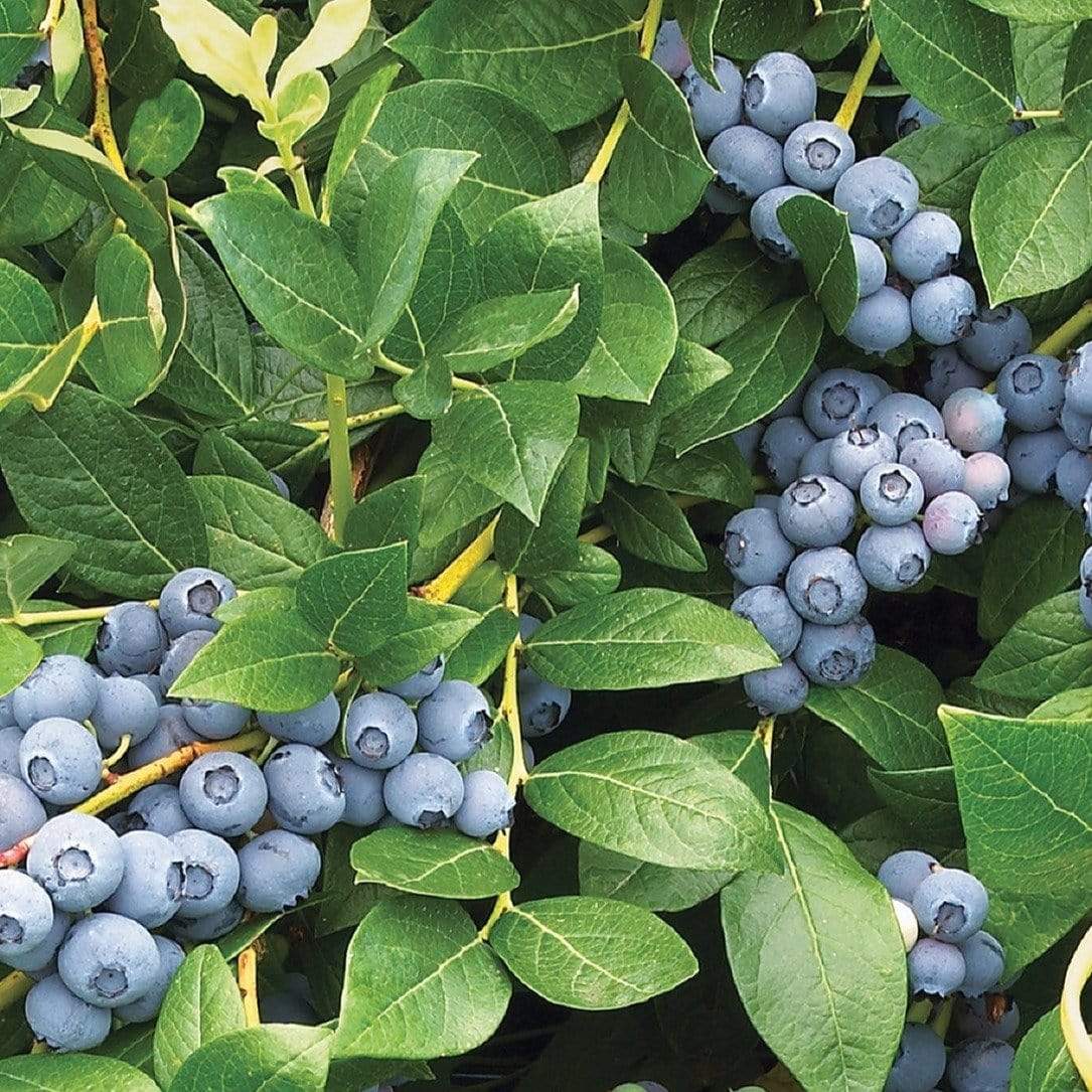 'Duke' Blueberry Bush