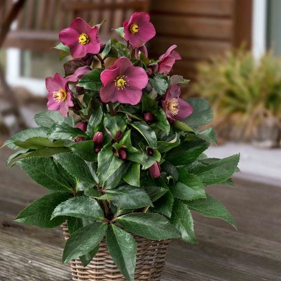 Hellebore Gold Collection®