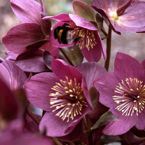 Hellebore Gold Collection®