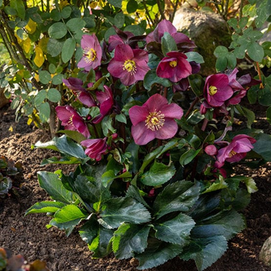 Hellebore Gold Collection®
