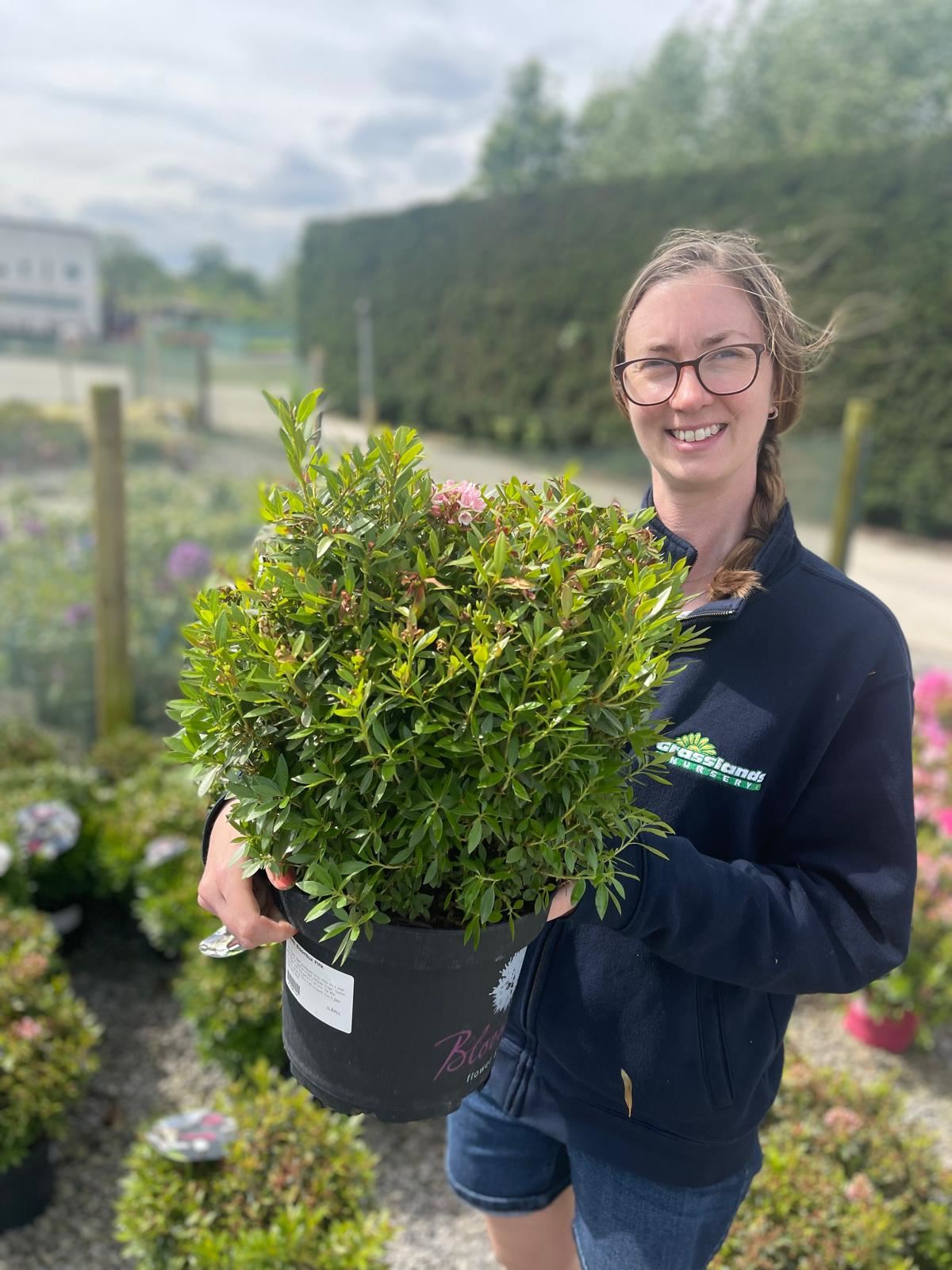 Rhododendron Bloombux Pink 5 Litre Pot