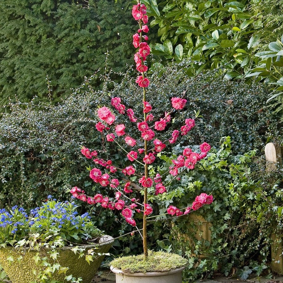 'Melred' Red-Flowered Patio Peach Tree