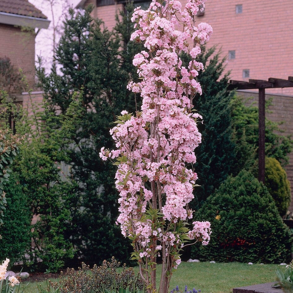 Prunus Amanogawa
