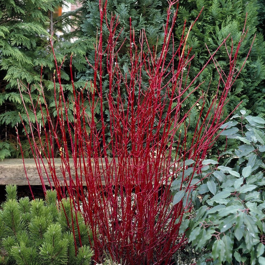 Cornus alba